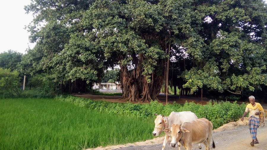 Ajapala Nigrodha Tree - Totoro Tree - Photo 4