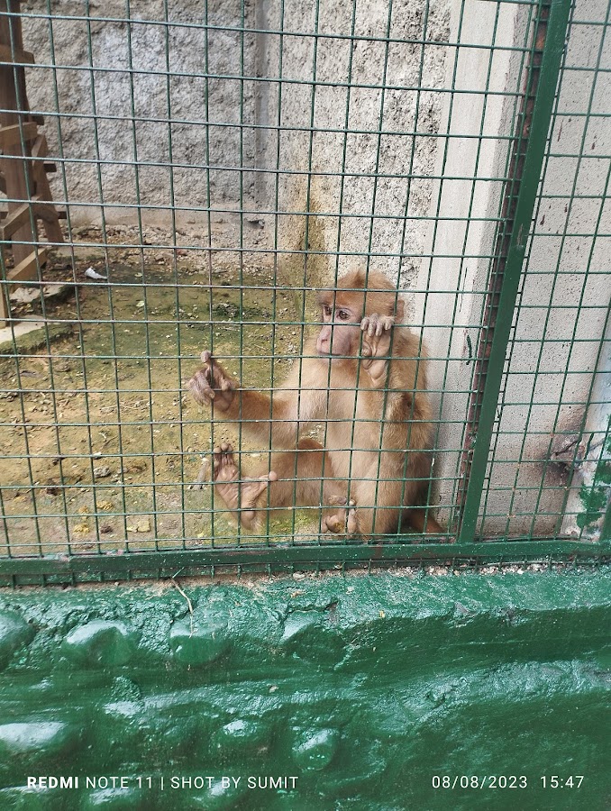 Nagaland Zoological Park - Photo 4