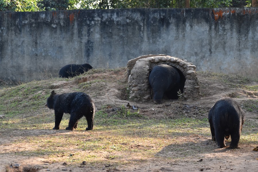 Nagaland Zoological Park - Photo 2
