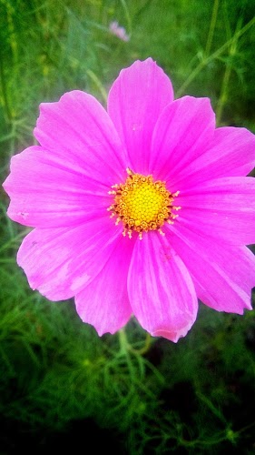 Company Garden - Photo 3