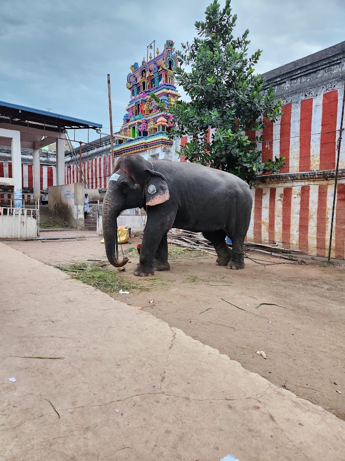 Sankaranarayanar Temple (Sankarankovil) - Photo 4