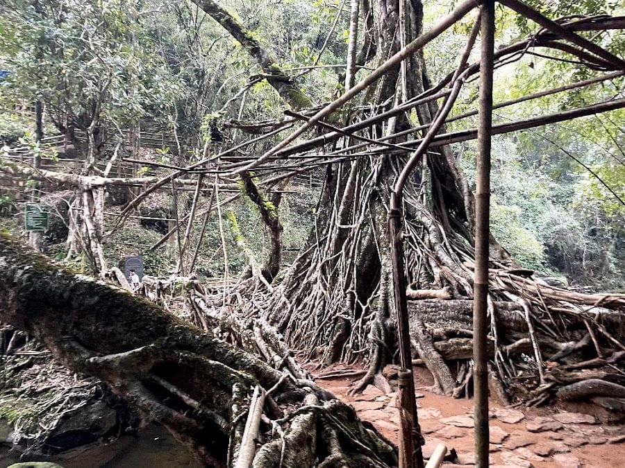 Living Root Bridges - Photo 3