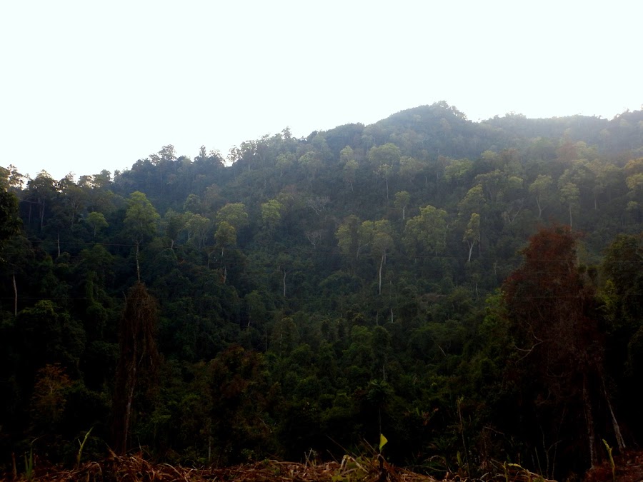 Saza Wildlife Sanctuary - Photo 4