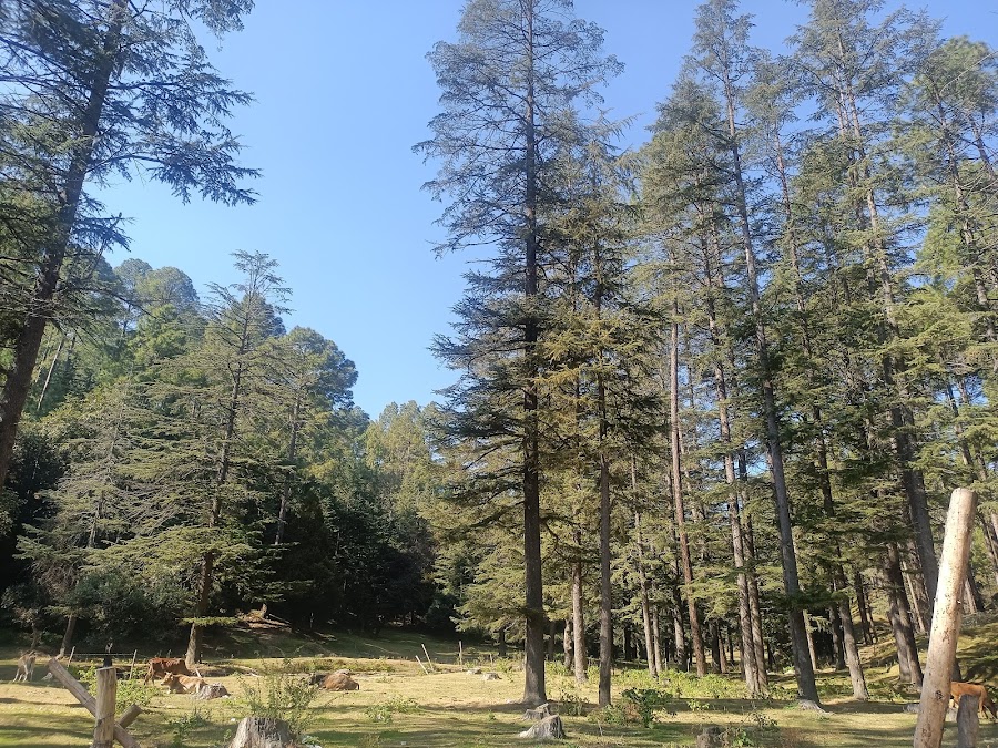 Binsar Mahadev Temple - Photo 9