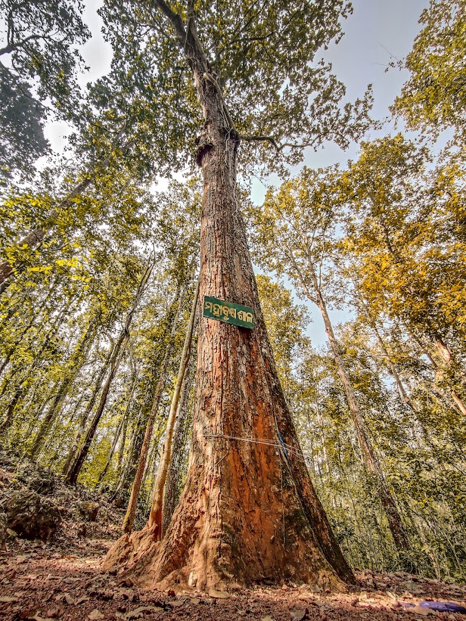 Similipal National Park - Photo 6