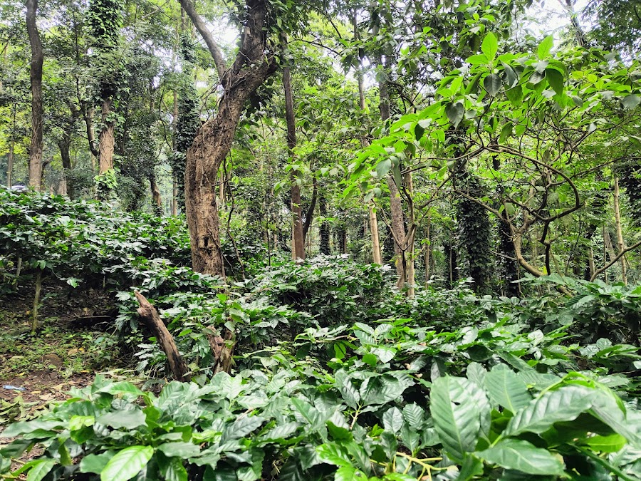 Coffee Plantation - Photo 2