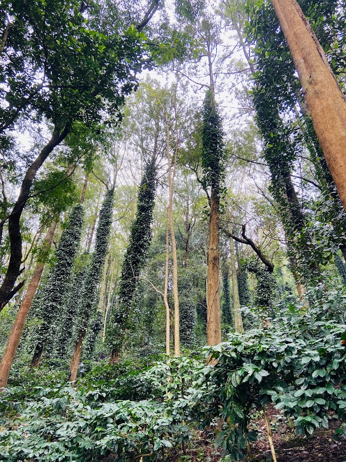 Coffee Plantation - Photo 4