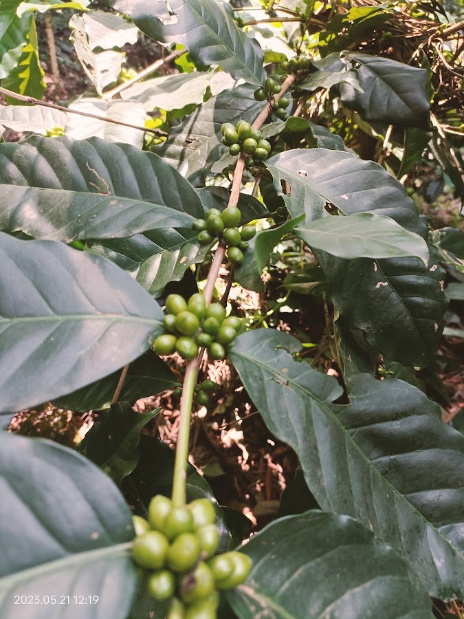 Coffee Plantation - Photo 3