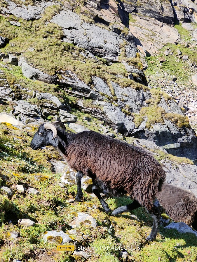 Vasuki Tal - Photo 9