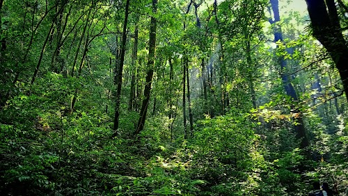 Nokrek National Park (Access from Baghmara) - Photo 4