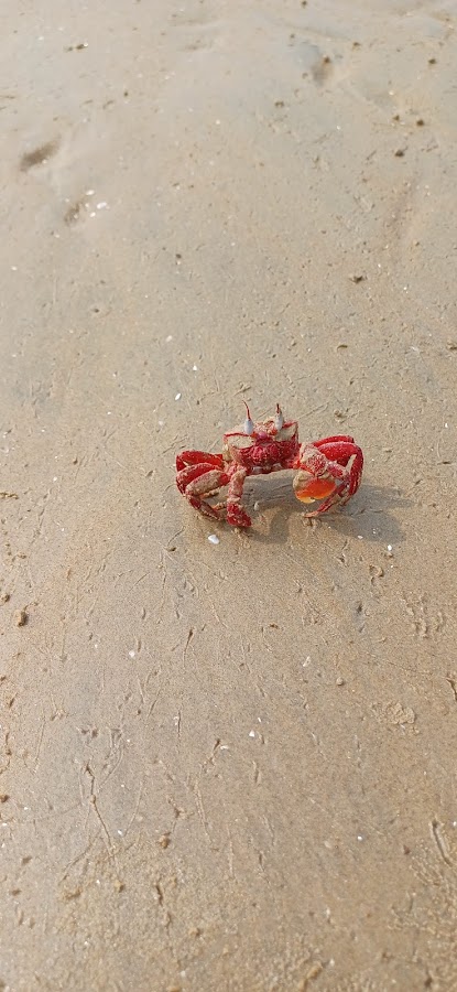 Red Crab Beach - Photo 8