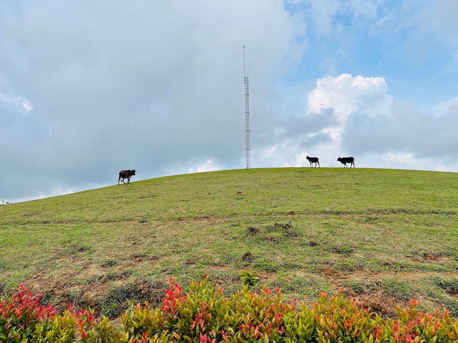 Vagamon Meadows (Barren Hills) - Photo 2
