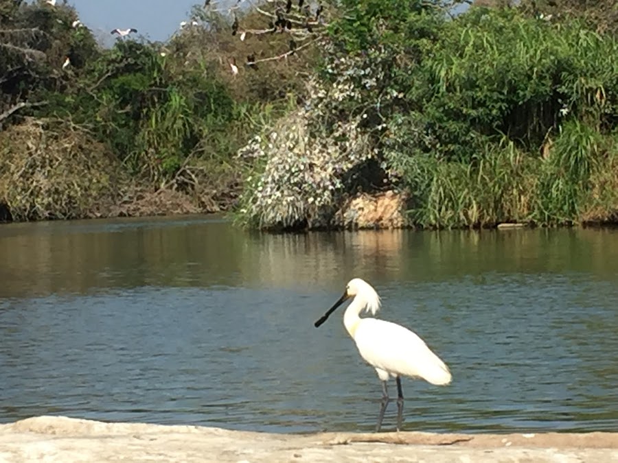 Ranganathittu Bird Sanctuary - Photo 2