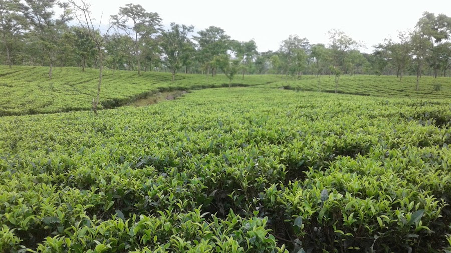 Samsing - Photo 3