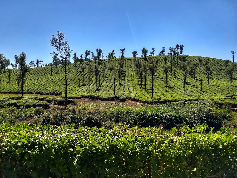 Valparai - Photo 4