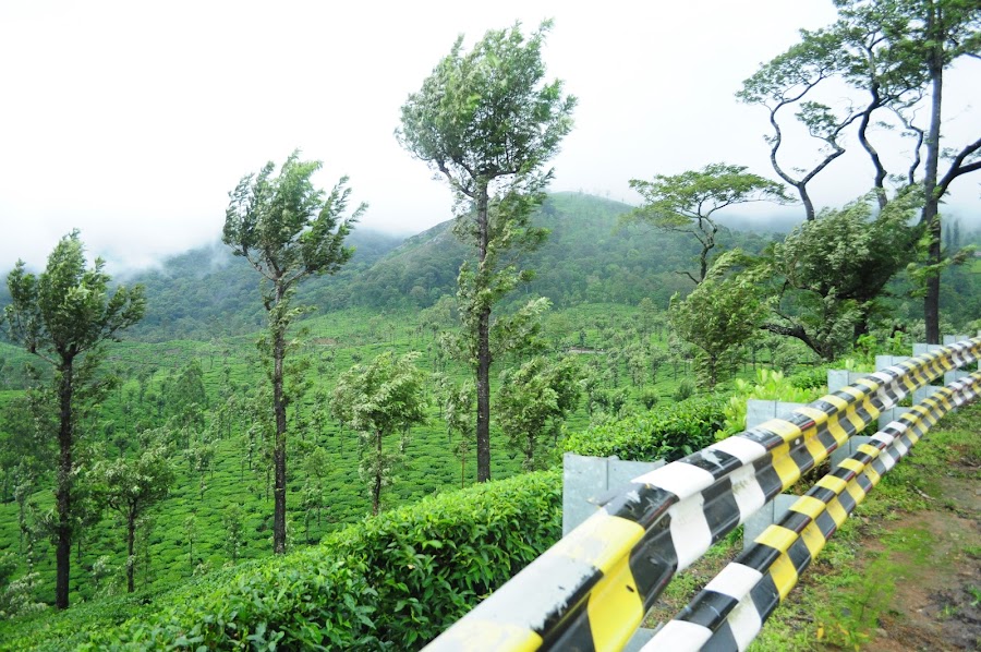 Valparai - Photo 3