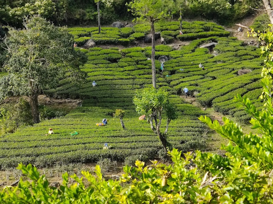 Valparai - Photo 2