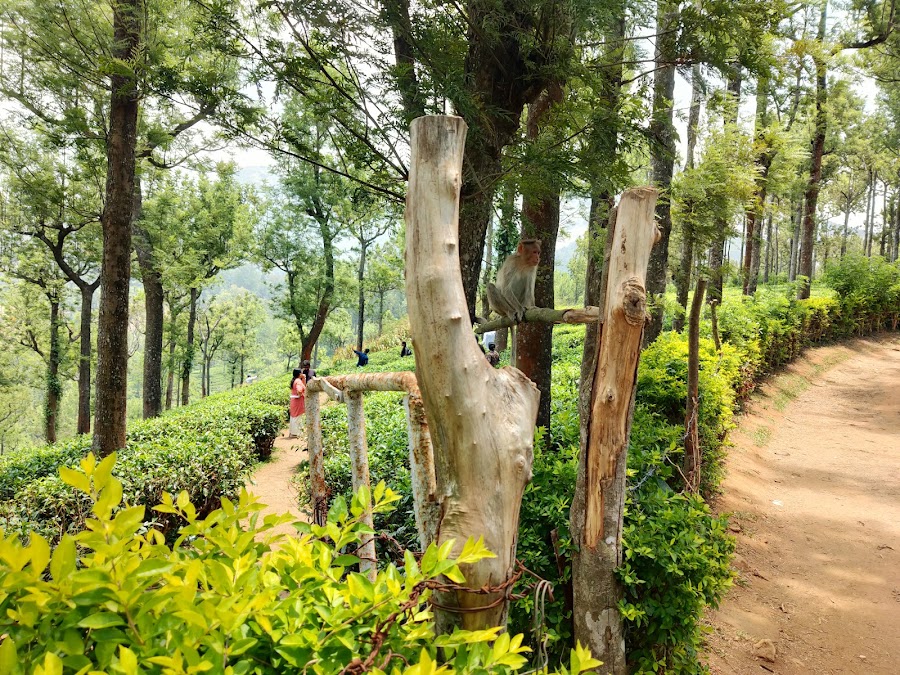 Palagapandi Estate - Photo 4