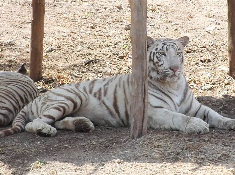 Pradhyuman Zoological Park - Photo 4