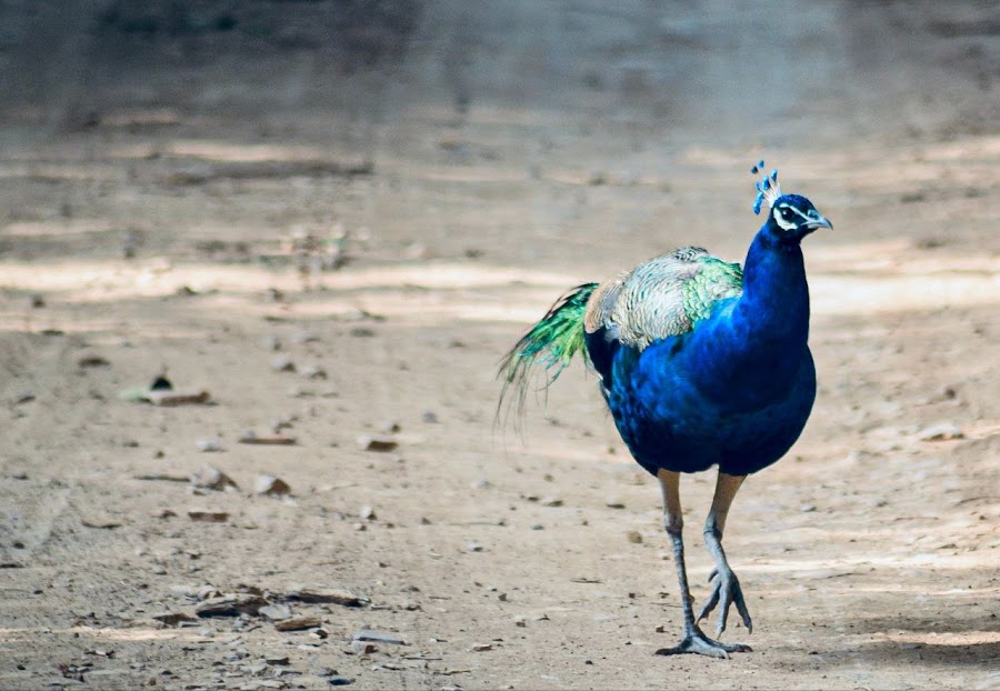Ranthambore National Park - Photo 7