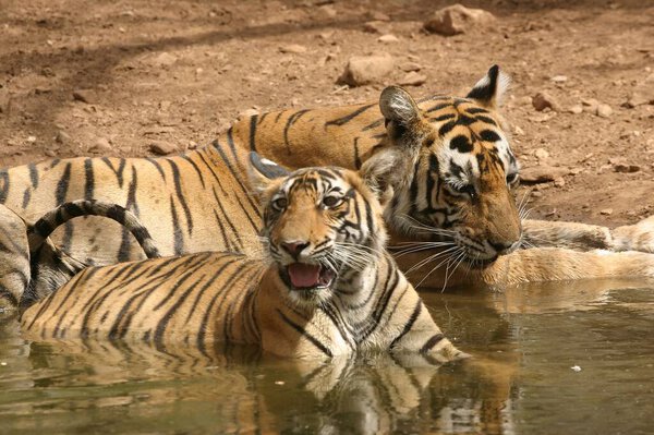 Ranthambore National Park - Photo 8