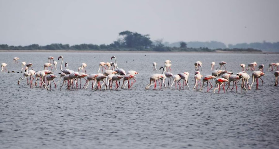 Nelapattu Bird Sanctuary - Photo 3