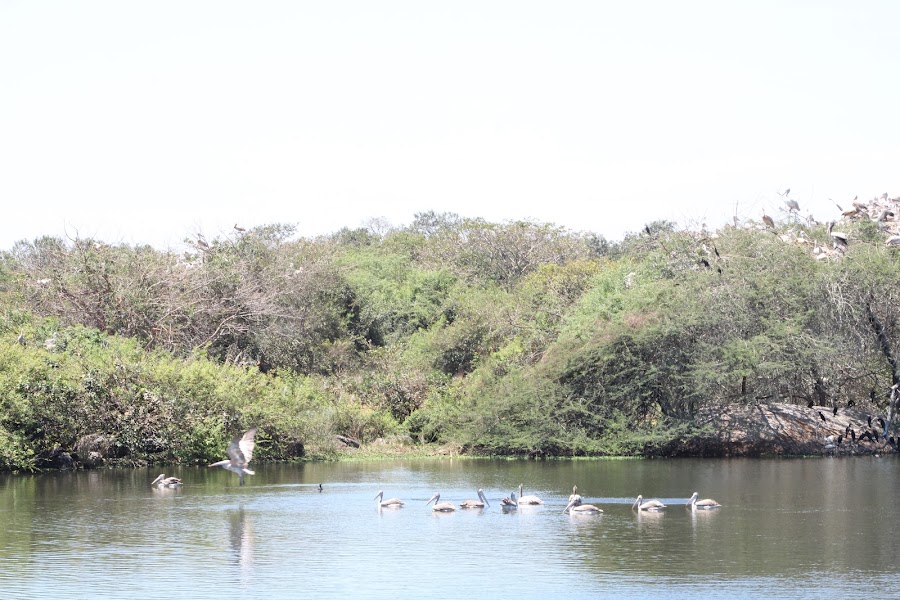 Nelapattu Bird Sanctuary - Photo 4