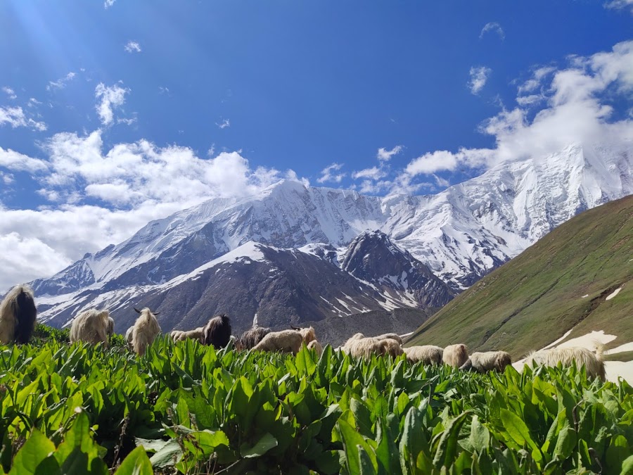 Darkot Village