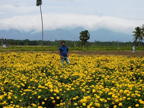 Tirunelveli - Photo 5