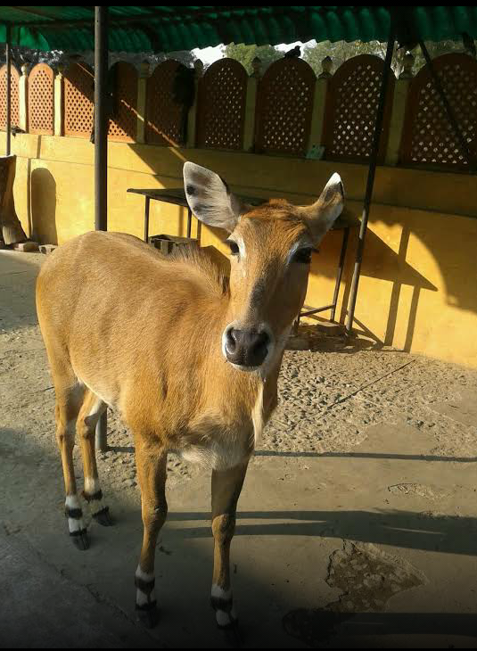Meham Deer Park - Photo 2