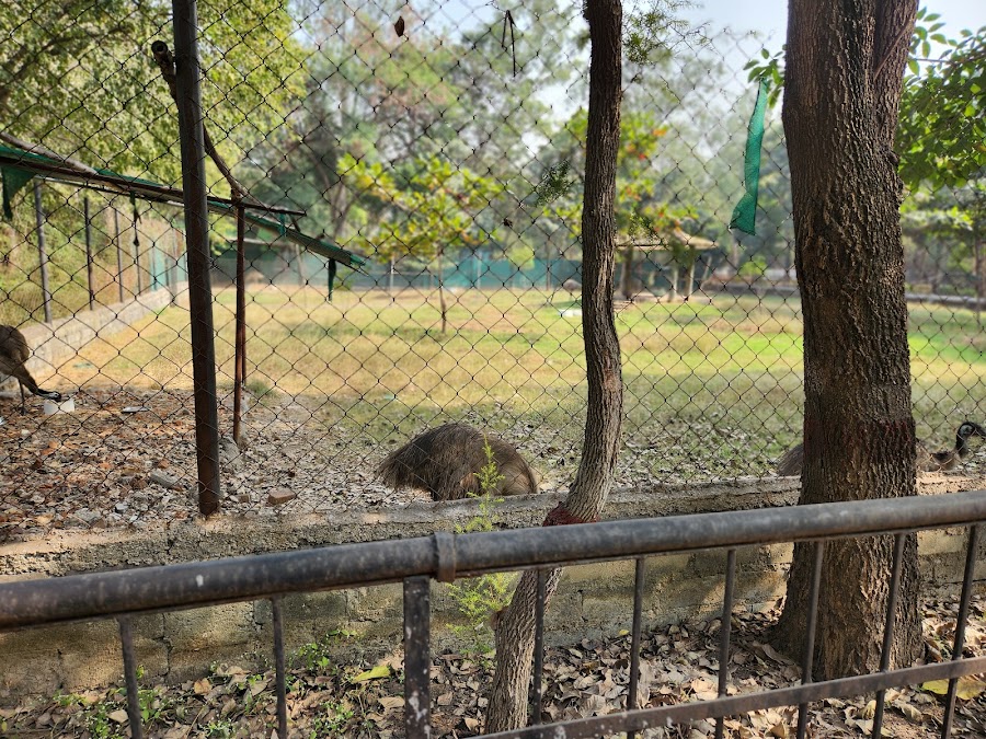 Nandan Van Zoo & Safari - Photo 3