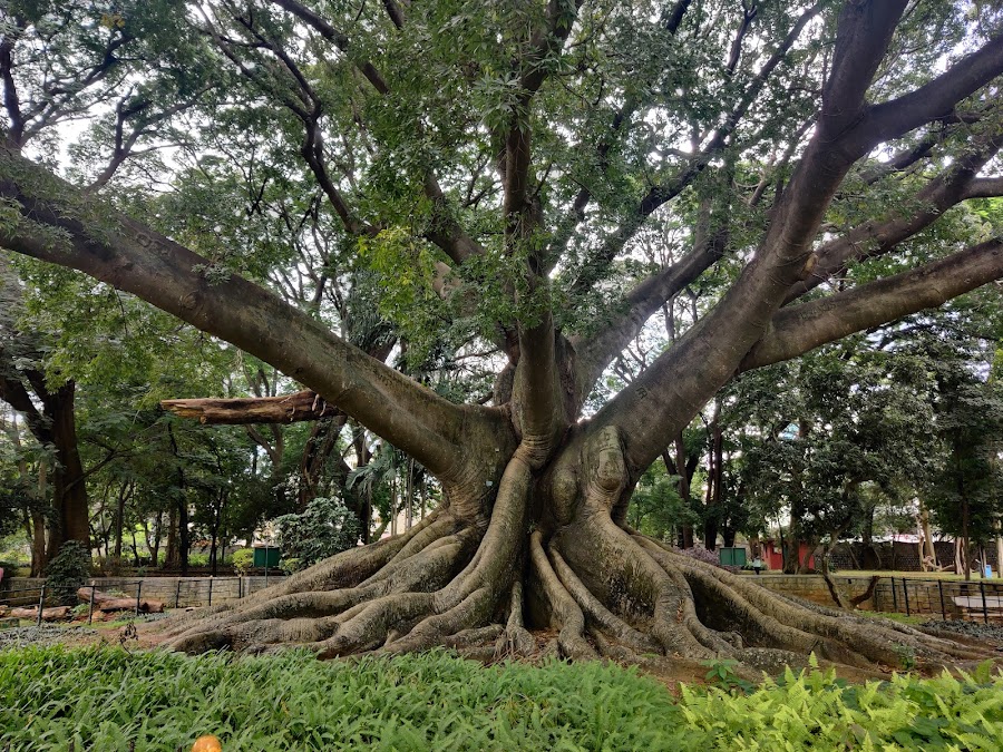 Lalbagh Botanical Garden - Photo 4