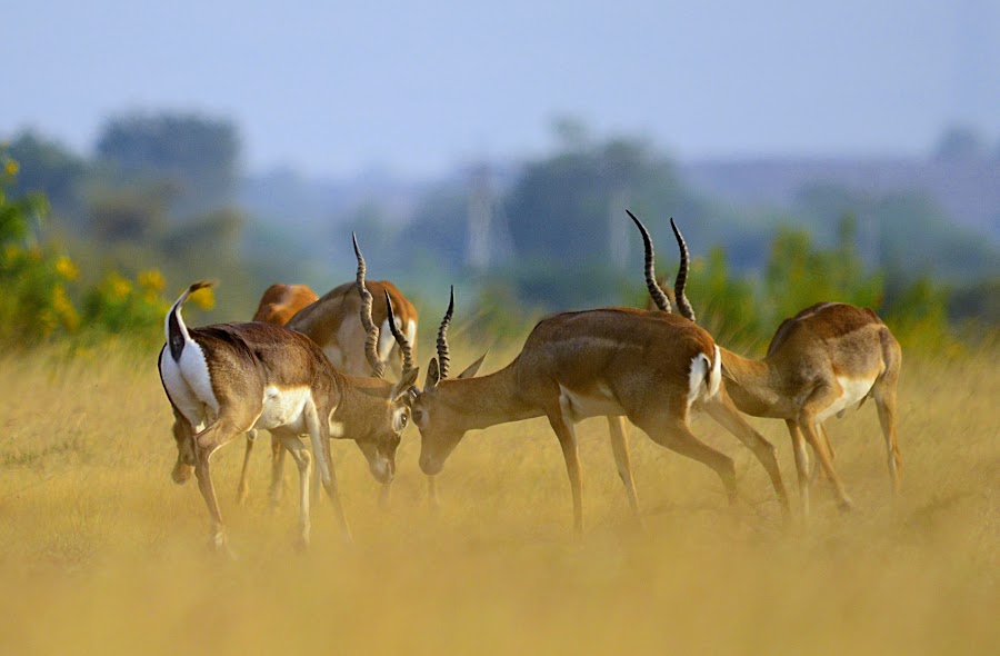 Rollapadu Wildlife Sanctuary - Photo 2
