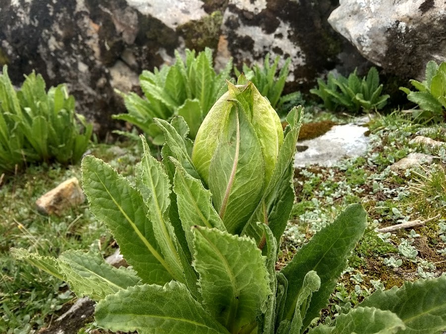 Vasuki Tal - Photo 10
