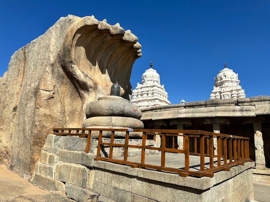 Nandi Bull - Photo 3