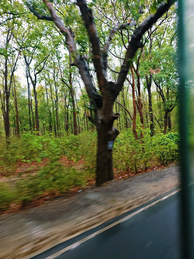 Kushmi Forest - Photo 4