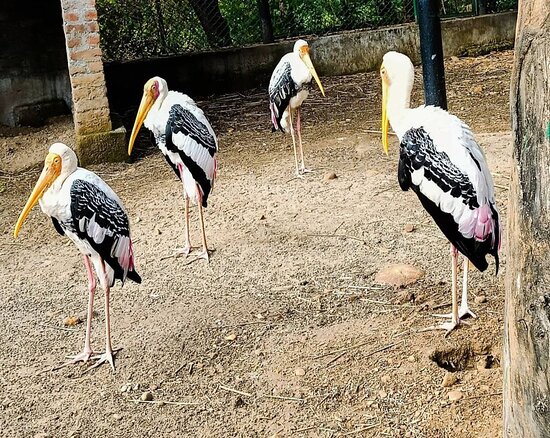 Manda Zoo (Devika Wildlife Sanctuary) - Photo 4