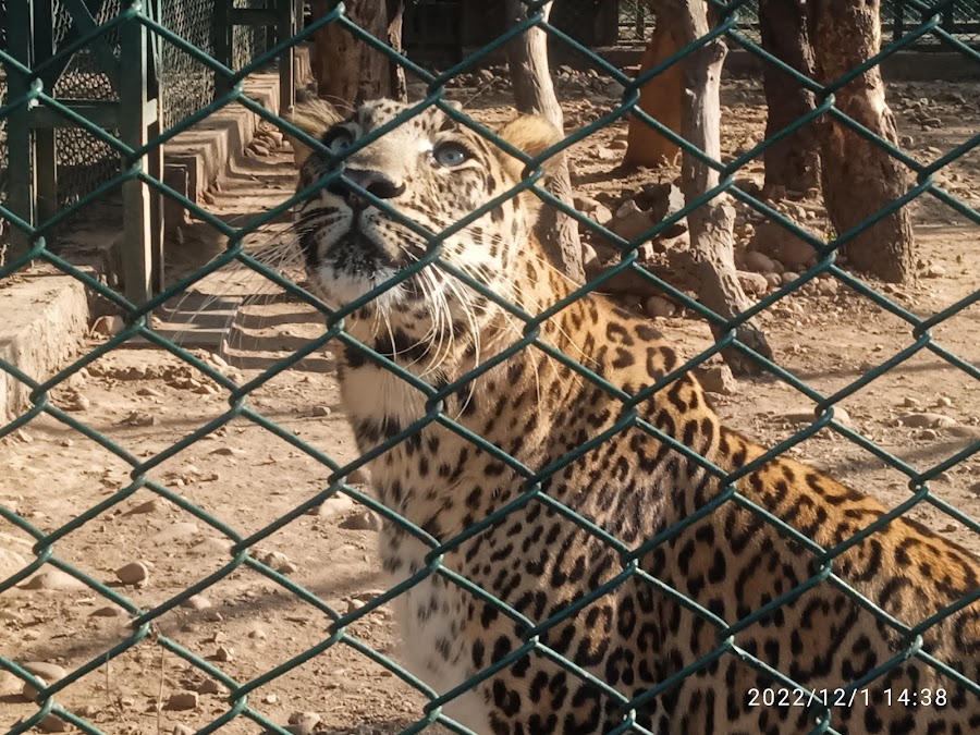 Manda Zoo (Devika Wildlife Sanctuary) - Photo 3
