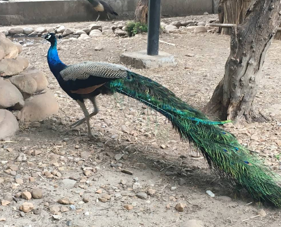 Manda Zoo (Devika Wildlife Sanctuary) - Photo 2