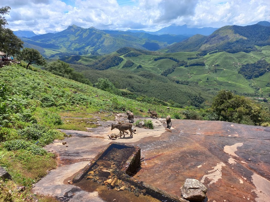 Anamudi Peak - Photo 4