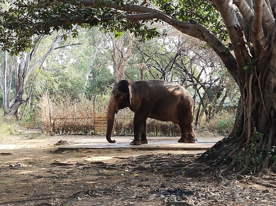 Debrigarh Wildlife Sanctuary - Photo 3
