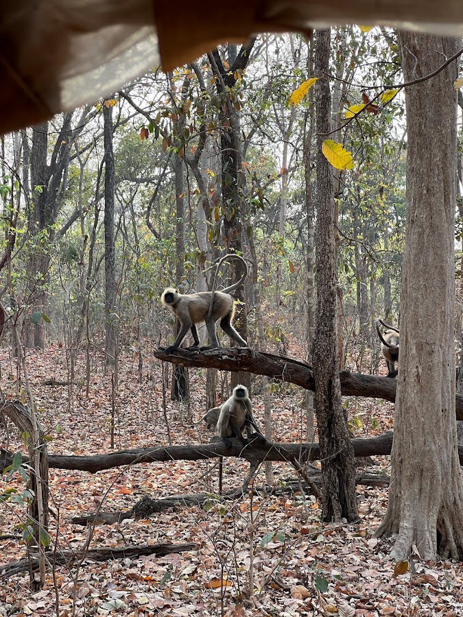 Debrigarh Wildlife Sanctuary - Photo 4