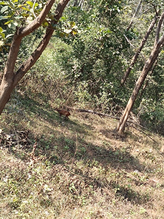 Dandeli Wildlife Sanctuary - Photo 2