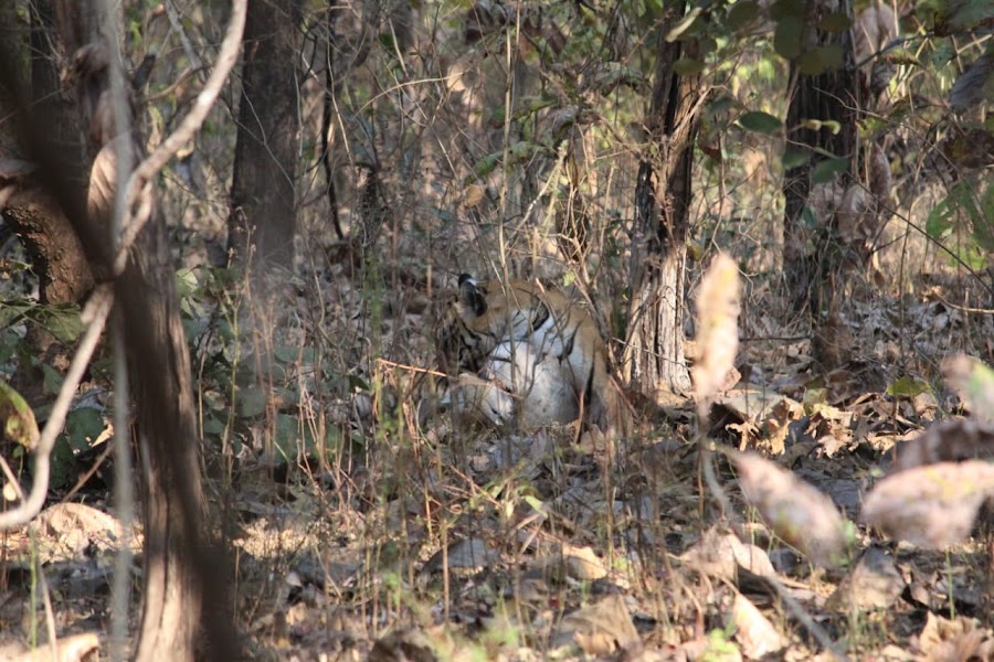 Bor Wildlife Sanctuary - Photo 2