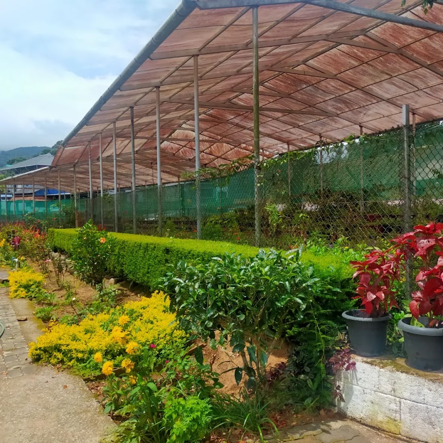 Orange and Vegetable Farm - Photo 4