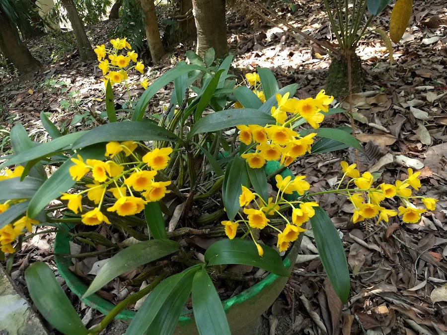 Khonghampat Orchidarium - Photo 3
