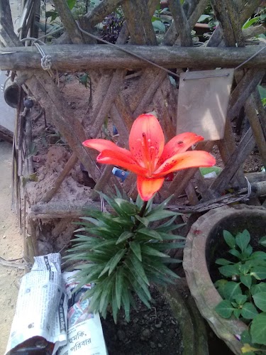 Baghmara Pitcher Plant Sanctuary - Photo 7
