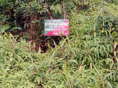 Baghmara Pitcher Plant Sanctuary - Photo 6