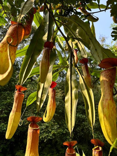 Baghmara Pitcher Plant Sanctuary - Photo 2