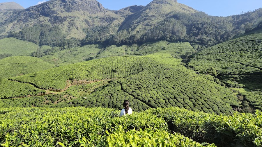 Kolukkumalai Tea Estate - Photo 3